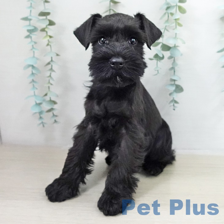 ミニチュア・シュナウザーの写真2