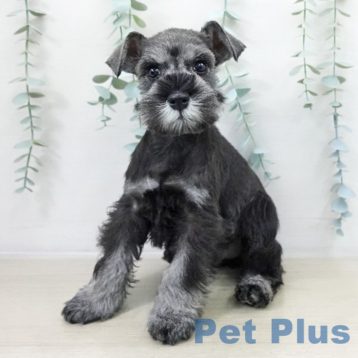 埼玉県のミニチュアシュナウザー (ペットプラス ららぽーと新三郷店/2025年9月13日生まれ/女の子/ソルトペッパー)の子犬