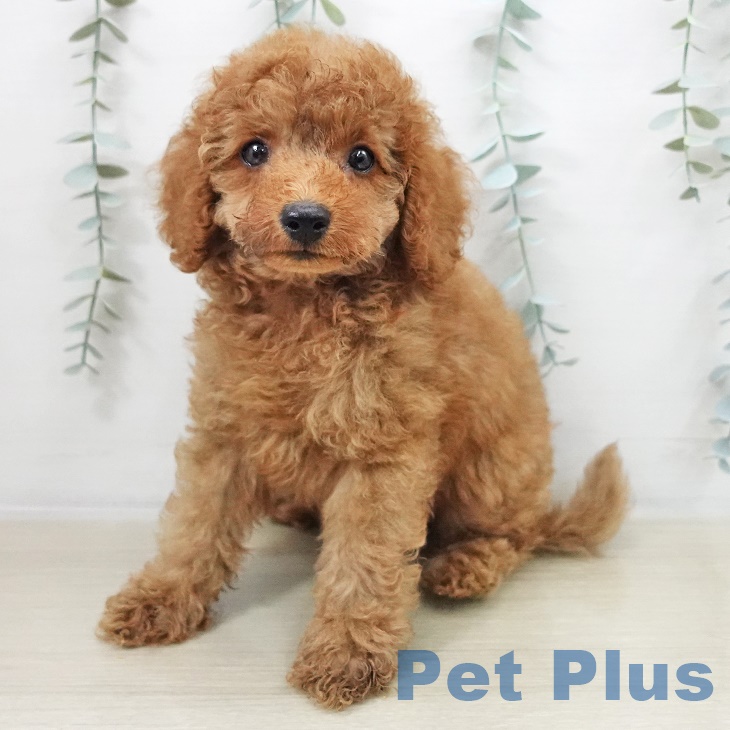 東京都のトイプードル(トイ) (ペットプラス 多摩平の森店/2025年9月14日生まれ/男の子/レッドフォーン)の子犬の1枚目の画像