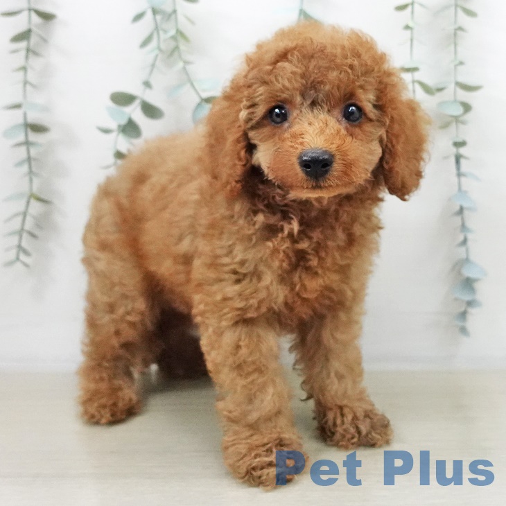 東京都のトイプードル(トイ) (ペットプラス 多摩平の森店/2025年9月14日生まれ/男の子/レッドフォーン)の子犬の2枚目の画像