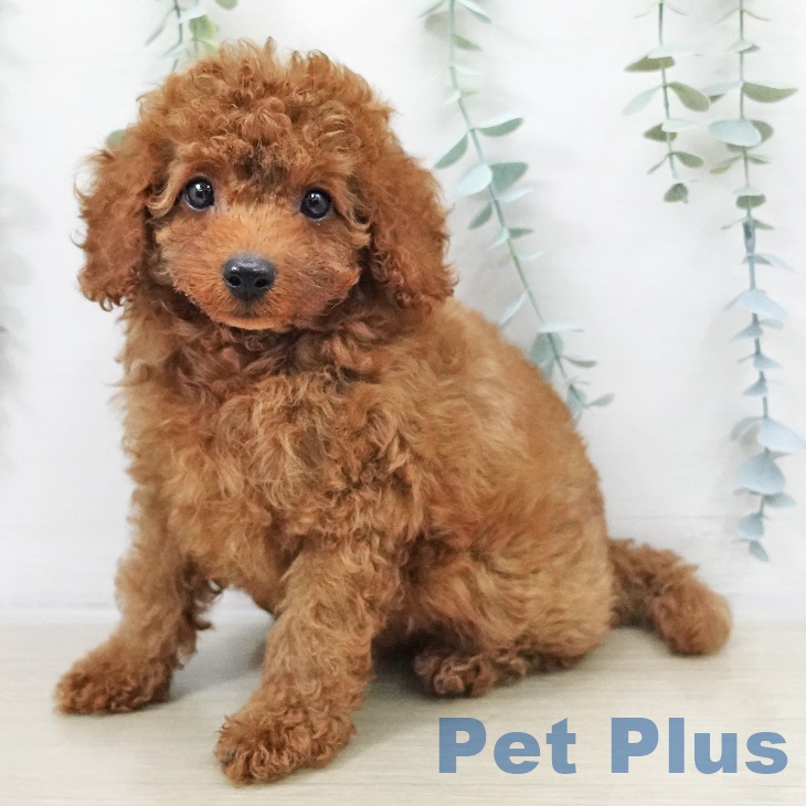 福島県のトイプードル(トイ) (ペットプラス 福島店/2025年9月14日生まれ/男の子/レッドフォーン)の子犬の1枚目の画像