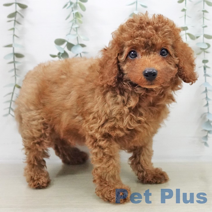 福島県のトイプードル(トイ) (ペットプラス 福島店/2025年9月14日生まれ/男の子/レッドフォーン)の子犬の2枚目の画像