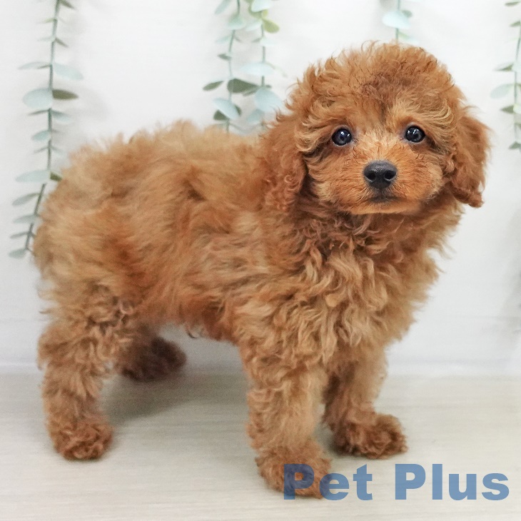 神奈川県のトイプードル(トイ) (ペッツワン 横須賀久里浜店/2025年9月14日生まれ/男の子/レッドフォーン)の子犬の1枚目の画像