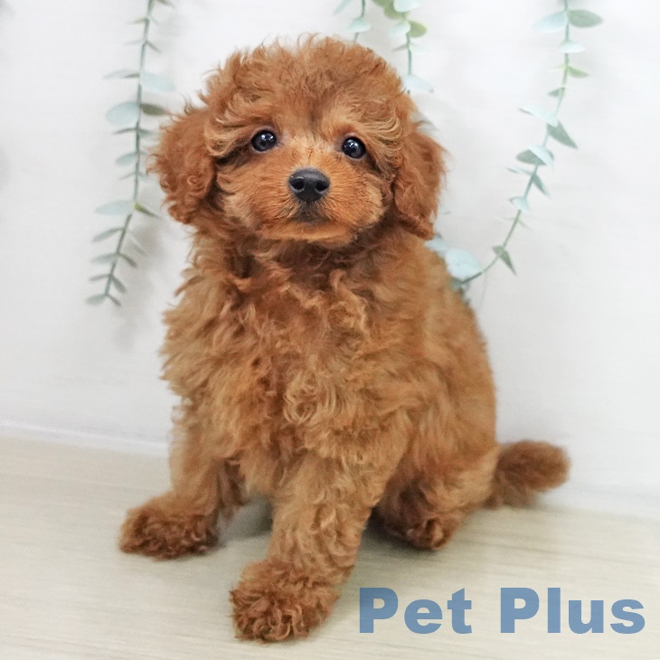 神奈川県のトイプードル(トイ) (ペッツワン 横須賀久里浜店/2025年9月14日生まれ/男の子/レッドフォーン)の子犬の2枚目の画像