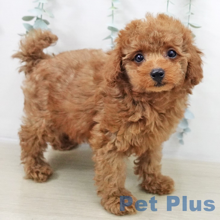 千葉県のトイプードル(トイ) (ペットプラス 幕張新都心店/2025年9月14日生まれ/女の子/レッドフォーン)の子犬の1枚目の画像