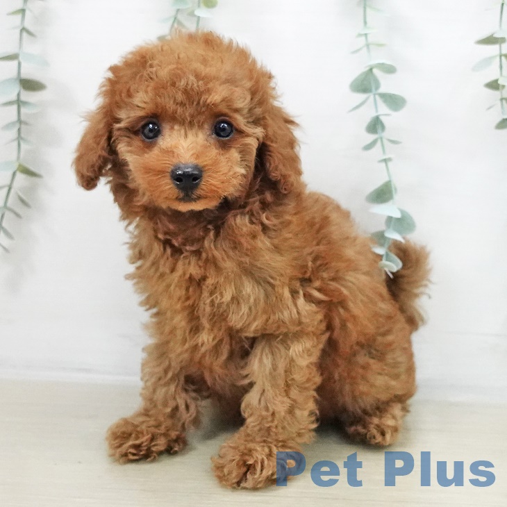 千葉県のトイプードル(トイ) (ペットプラス 幕張新都心店/2025年9月14日生まれ/女の子/レッドフォーン)の子犬の2枚目の画像