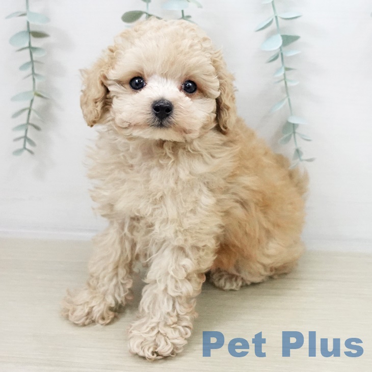 山梨県のトイプードル(トイ) (ペットプラス 甲府国母店/2025年9月15日生まれ/男の子/クリーム)の子犬の1枚目の画像