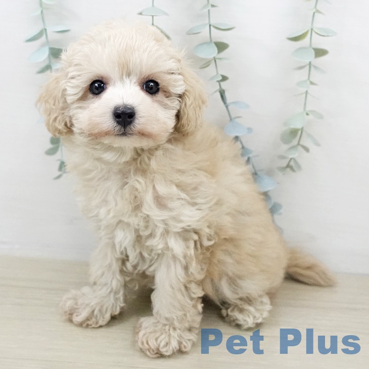長野県のトイプードル(トイ) (ペットプラス 須坂店/2025年9月15日生まれ/女の子/クリーム)の子犬の1枚目の画像