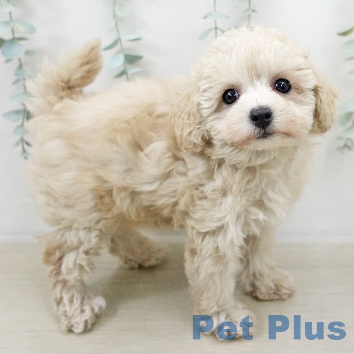 長野県のトイプードル(トイ) (ペットプラス 須坂店/2025年9月15日生まれ/女の子/クリーム)の子犬の2枚目の画像
