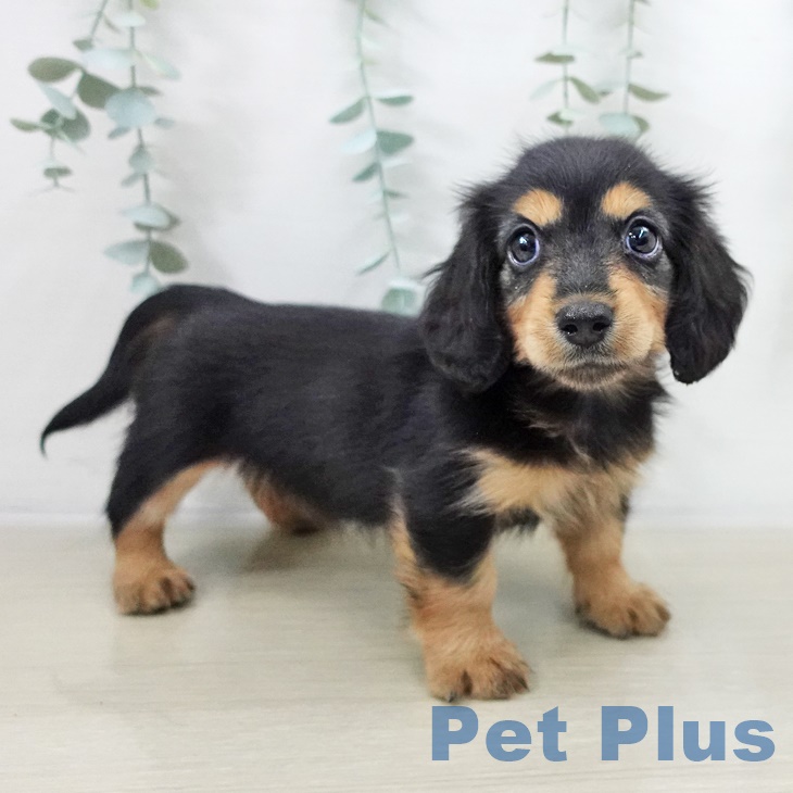 宮城県のミニチュアダックスフンド(ロング) (ペットプラス 名取店/2025年9月14日生まれ/女の子/ブラックタン)の子犬の1枚目の画像
