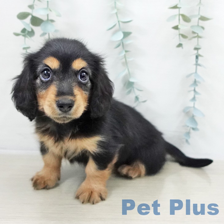 宮城県のミニチュアダックスフンド(ロング) (ペットプラス 名取店/2025年9月14日生まれ/女の子/ブラックタン)の子犬の2枚目の画像