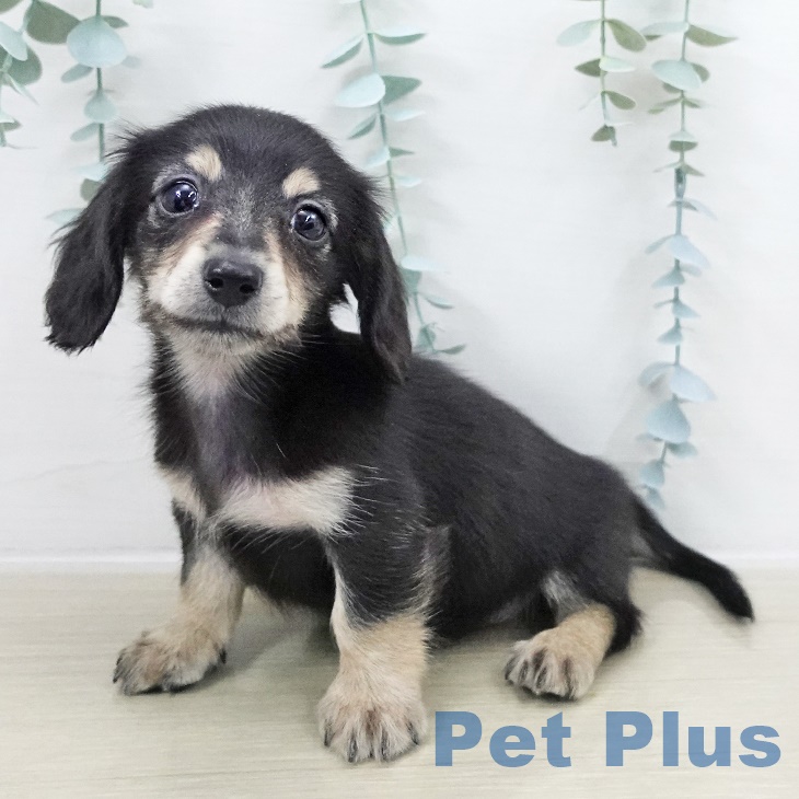 茨城県のカニンヘンダックスフンド(ロング) (ペットプラス つくば店/2025年9月14日生まれ/男の子/ブラックイエロー)の子犬の1枚目の画像