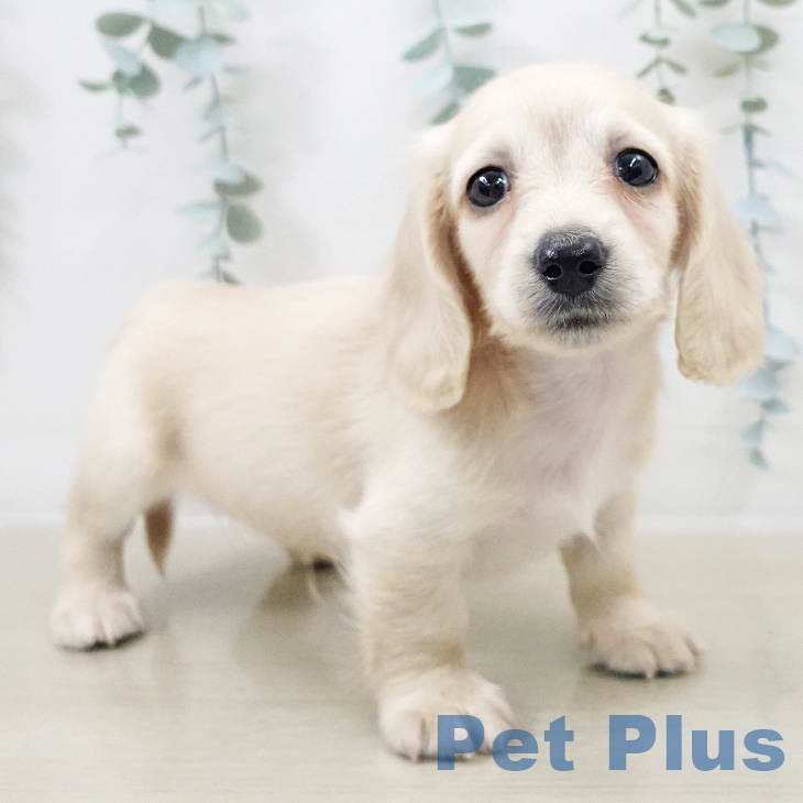 埼玉県のカニンヘンダックスフンド(ロング) (ペットプラス 浦和美園店/2025年9月14日生まれ/男の子/イエロー)の子犬の1枚目の画像