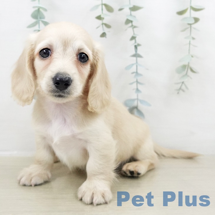 埼玉県のカニンヘンダックスフンド(ロング) (ペットプラス 浦和美園店/2025年9月14日生まれ/男の子/イエロー)の子犬の2枚目の画像