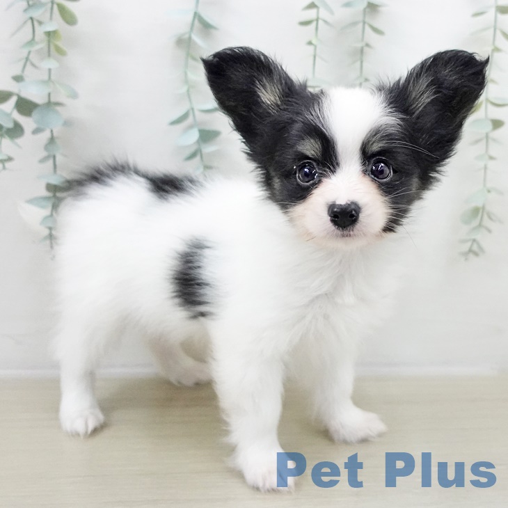 千葉県のパピヨン (ペットプラス 幕張新都心店/2025年9月11日生まれ/男の子/トライカラー)の子犬