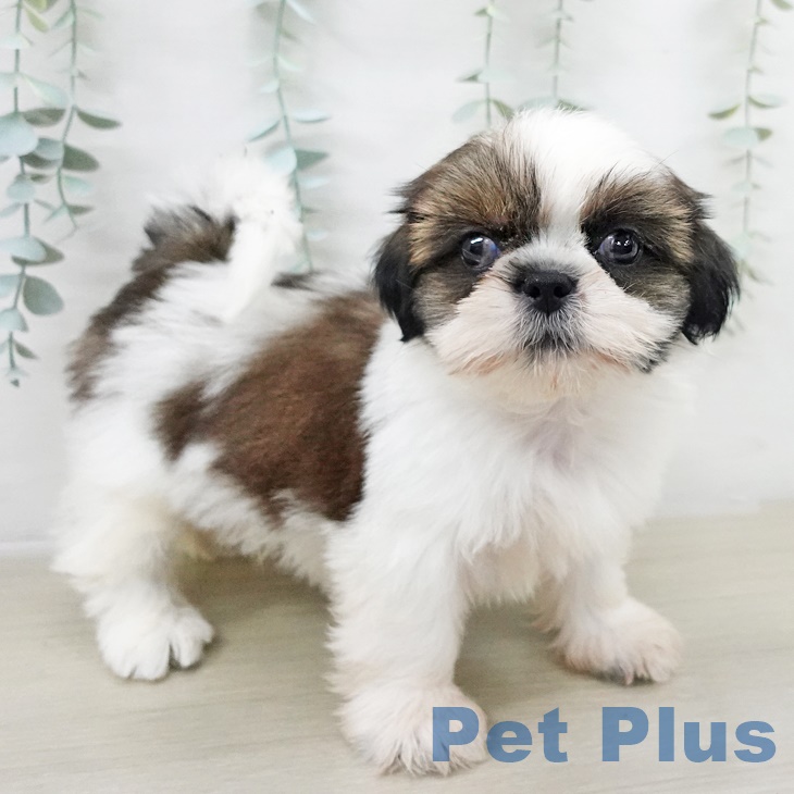 埼玉県のシーズー (ペッツワン 新座店/2025年9月14日生まれ/男の子/ホワイトゴールド)の子犬の1枚目の画像