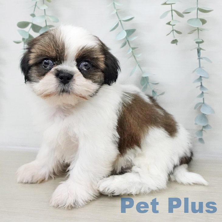 埼玉県のシーズー (ペッツワン 新座店/2025年9月14日生まれ/男の子/ホワイトゴールド)の子犬の2枚目の画像