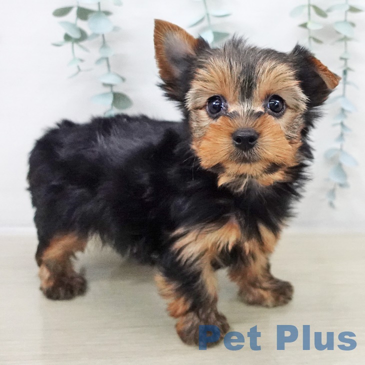 茨城県のヨークシャーテリア (ペッツワン 古河店/2025年9月13日生まれ/男の子/スチールブルータン)の子犬の1枚目の画像