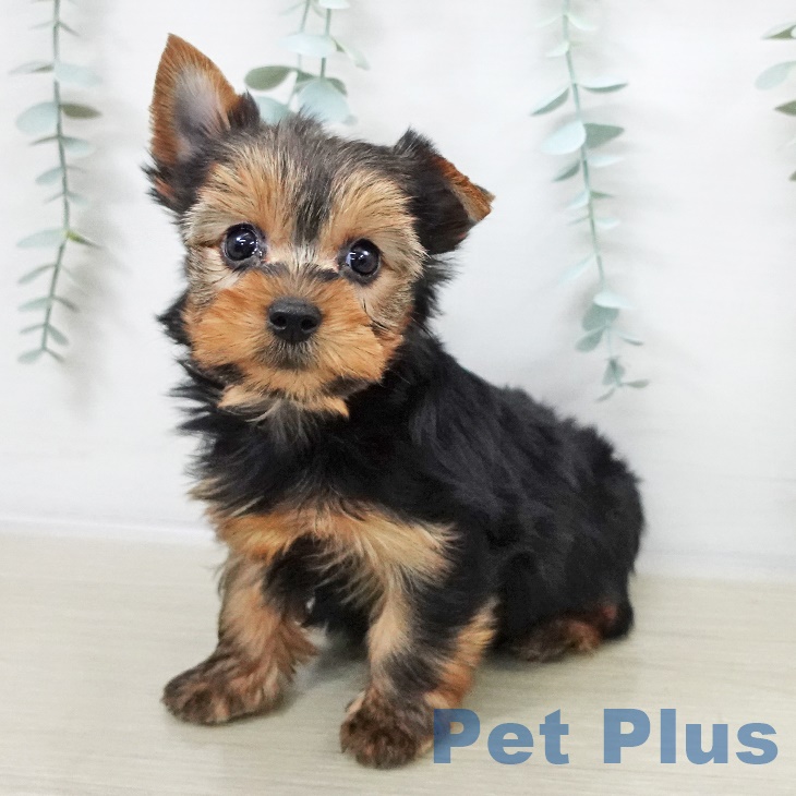 茨城県のヨークシャーテリア (ペッツワン 古河店/2025年9月13日生まれ/男の子/スチールブルータン)の子犬の2枚目の画像