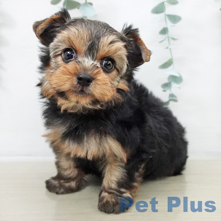 東京都のヨークシャーテリア (ペットプラス MARK IS 葛飾かなまち店/2025年9月13日生まれ/男の子/スチールブルータン)の子犬の1枚目の画像