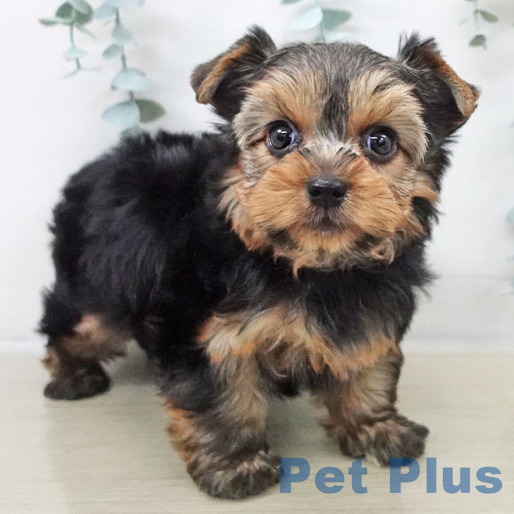 東京都のヨークシャーテリア (ペットプラス MARK IS 葛飾かなまち店/2025年9月13日生まれ/男の子/スチールブルータン)の子犬の2枚目の画像