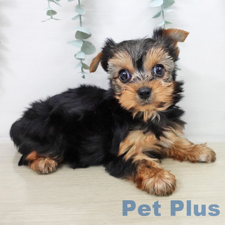 茨城県のヨークシャーテリア (ペットプラス つくば店/2025年9月13日生まれ/女の子/スチールブルータン)の子犬の1枚目の画像