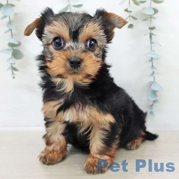 茨城県のヨークシャーテリア (ペットプラス つくば店/2025年9月13日生まれ/女の子/スチールブルータン)の子犬の2枚目の画像