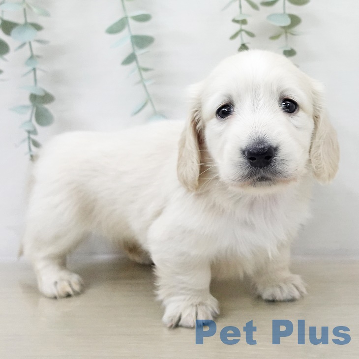 茨城県のミニチュアダックスフンド(ロング) (ペッツワン つくば店/2025年9月14日生まれ/女の子/イエローパイボールド)の子犬の1枚目の画像