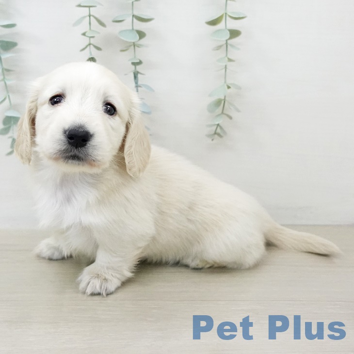 茨城県のミニチュアダックスフンド(ロング) (ペッツワン つくば店/2025年9月14日生まれ/女の子/イエローパイボールド)の子犬の2枚目の画像