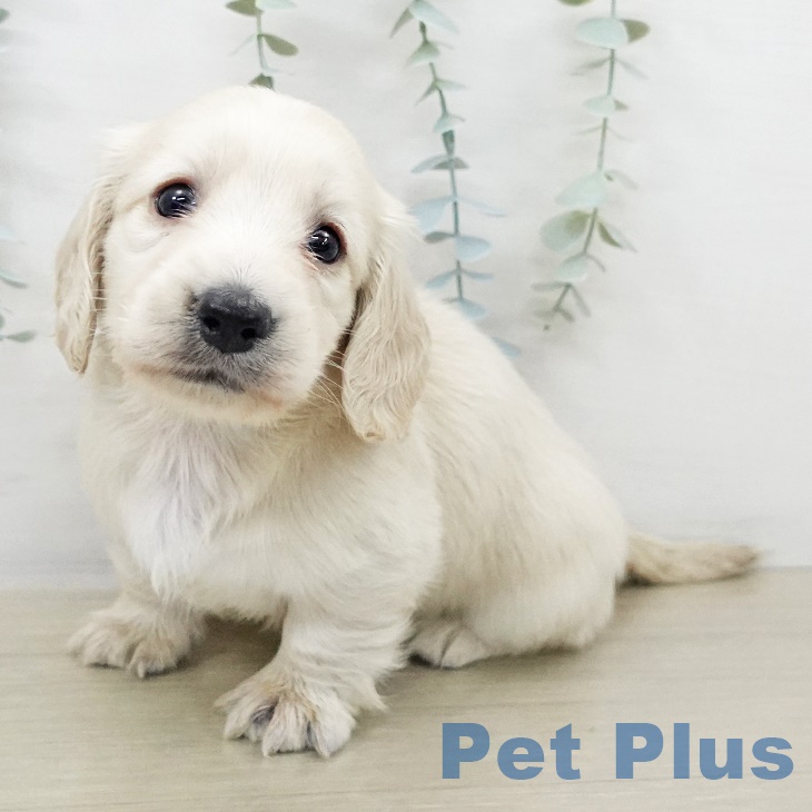 ミニチュア・ダックスフンド