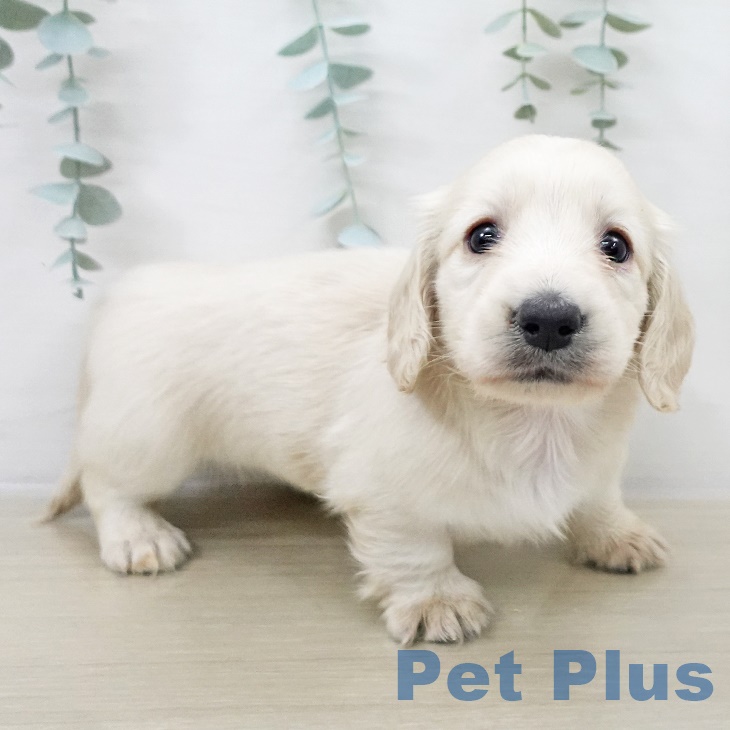 福島県のミニチュアダックスフンド(ロング) (ペットプラス 福島店/2025年9月14日生まれ/女の子/イエロー)の子犬の2枚目の画像