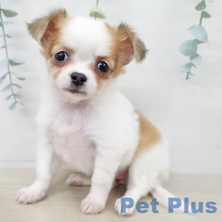 千葉県のチワワ(ロング) (ペットプラス コトエ流山おおたかの森店/2025年9月15日生まれ/女の子/ホワイトフォーン)の子犬の1枚目の画像
