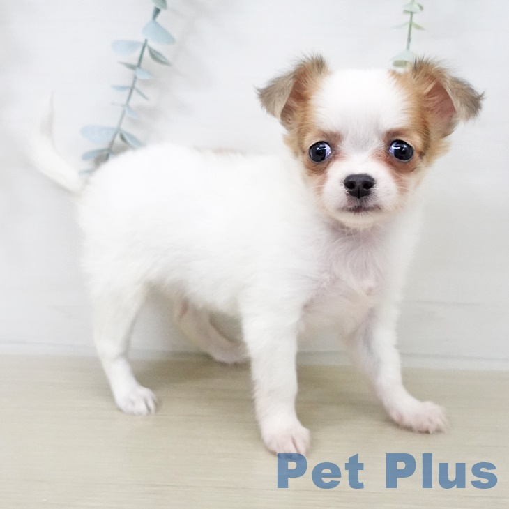 千葉県のチワワ(ロング) (ペットプラス コトエ流山おおたかの森店/2025年9月15日生まれ/女の子/ホワイトフォーン)の子犬の2枚目の画像
