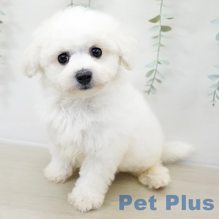 ビション・フリーゼの写真2