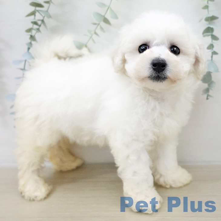 ビション・フリーゼ