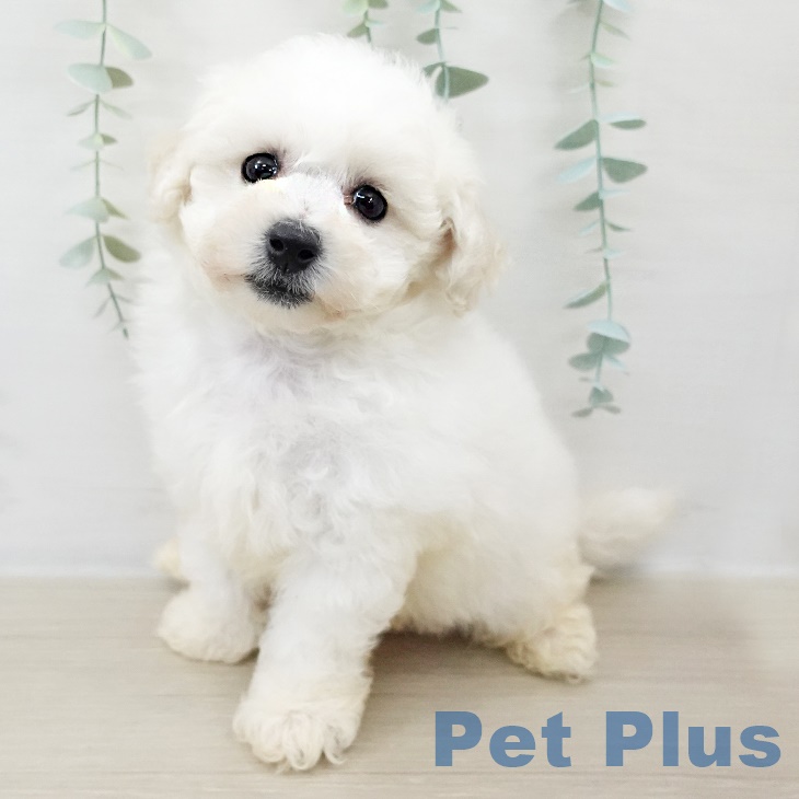 ビション・フリーゼ