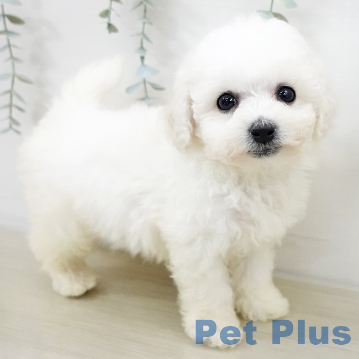 ビション・フリーゼ