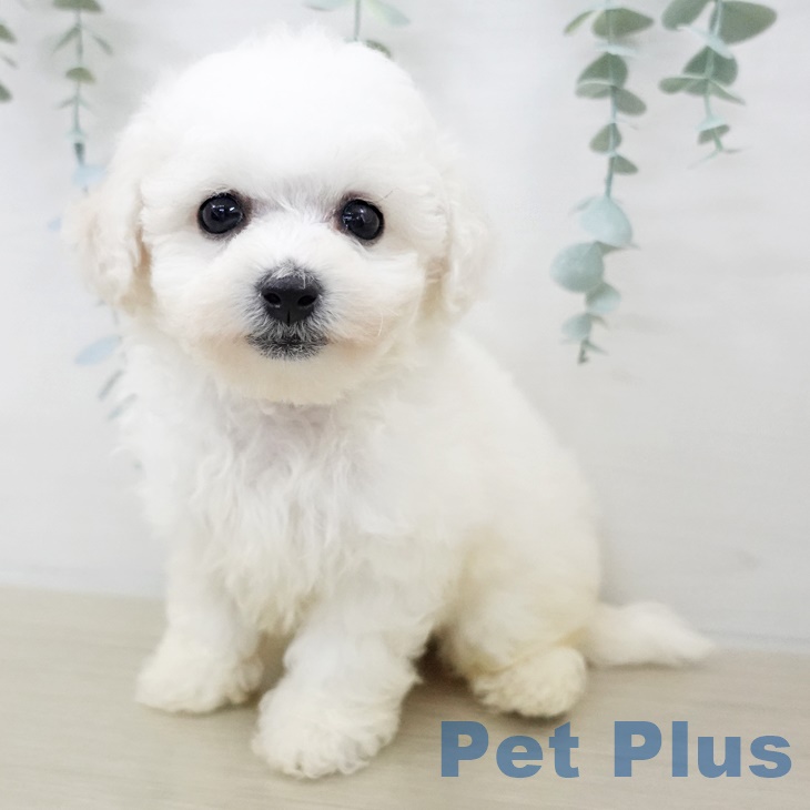 ビション・フリーゼの写真2