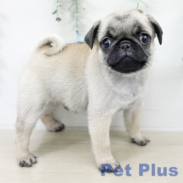 茨城県のパグ (ペットプラス つくば店/2025年9月17日生まれ/男の子/フォーン)の子犬