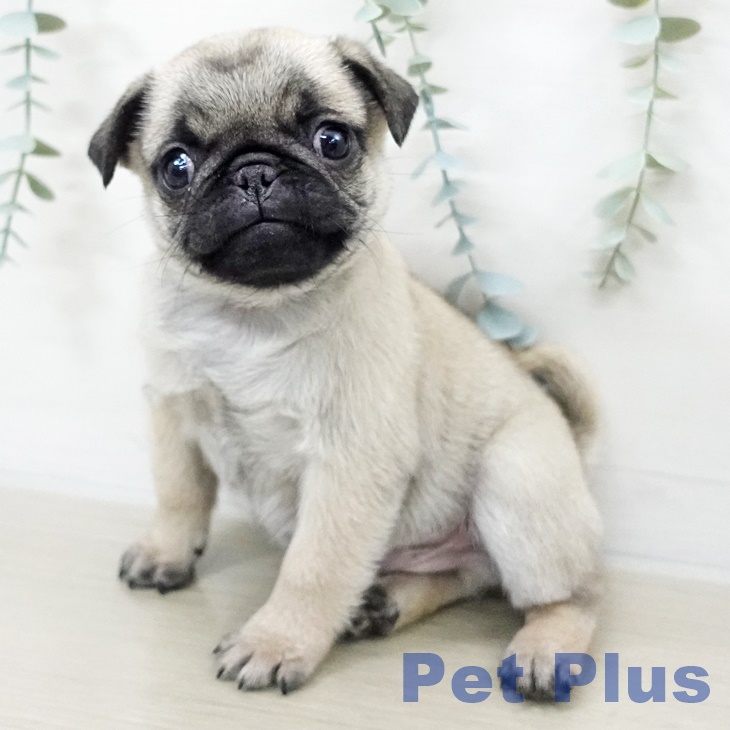 茨城県のパグ (ペットプラス つくば店/2025年9月17日生まれ/男の子/フォーン)の子犬の2枚目の画像