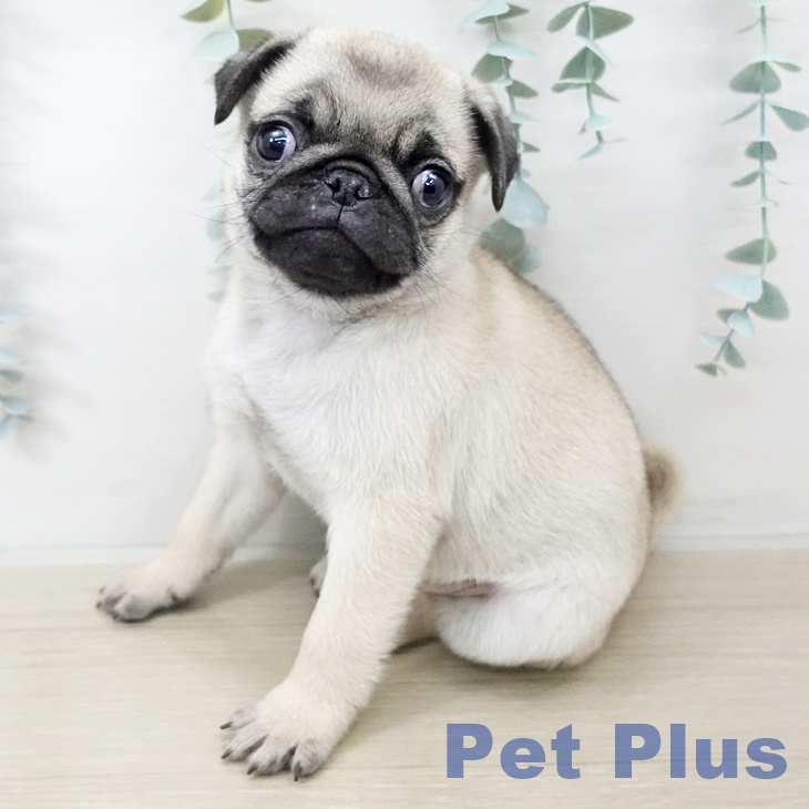 長野県のパグ (ペットプラス 松本店/2025年9月17日生まれ/男の子/フォーン)の子犬の1枚目の画像