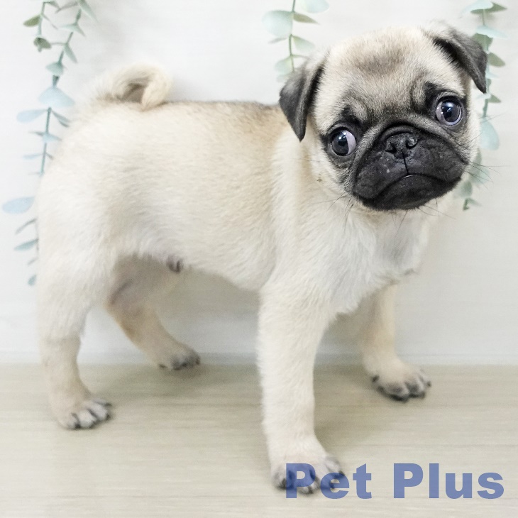 長野県のパグ (ペットプラス 松本店/2025年9月17日生まれ/男の子/フォーン)の子犬の2枚目の画像