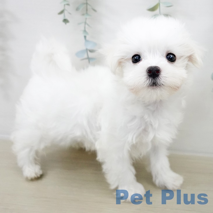 埼玉県のマルチーズ (ペットプラス 浦和美園店/2025年9月16日生まれ/男の子/ホワイト)の子犬の1枚目の画像