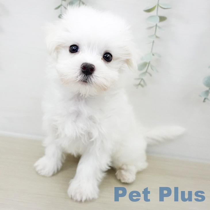 埼玉県のマルチーズ (ペットプラス 浦和美園店/2025年9月16日生まれ/男の子/ホワイト)の子犬の2枚目の画像