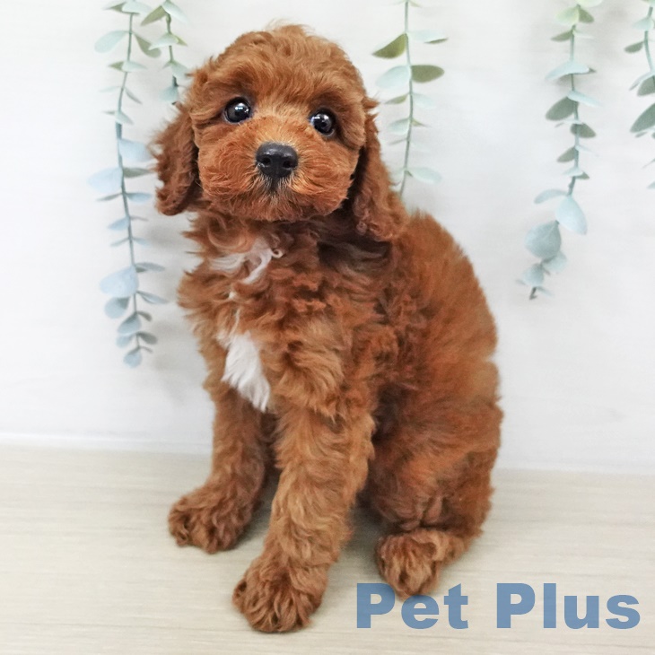 埼玉県のトイプードル(トイ) (ペットプラス 八潮店/2025年9月16日生まれ/女の子/レッド)の子犬の2枚目の画像