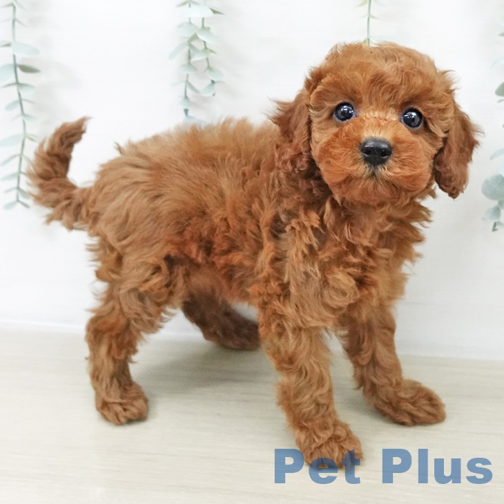 神奈川県のトイプードル(トイ) (ペッツワン 横須賀久里浜店/2025年9月16日生まれ/女の子/レッド)の子犬の1枚目の画像