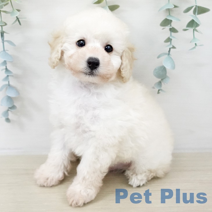 神奈川県のトイプードル(トイ) (ペットプラス 天王町店/2025年9月16日生まれ/男の子/ホワイト)の子犬の1枚目の画像