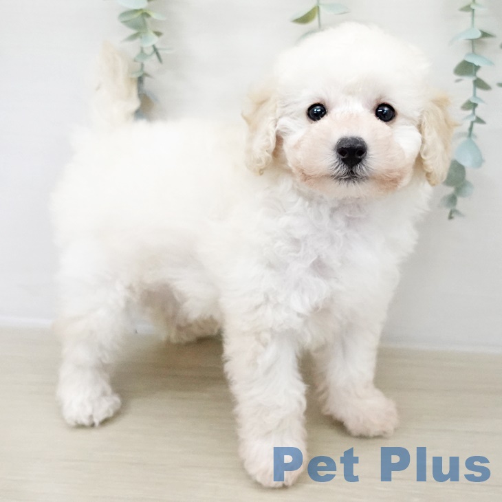 神奈川県のトイプードル(トイ) (ペットプラス 天王町店/2025年9月16日生まれ/男の子/ホワイト)の子犬の2枚目の画像