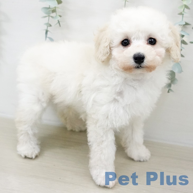 宮城県のトイプードル(トイ) (ペットプラス 仙台上杉店/2025年9月16日生まれ/男の子/ホワイト)の子犬の1枚目の画像