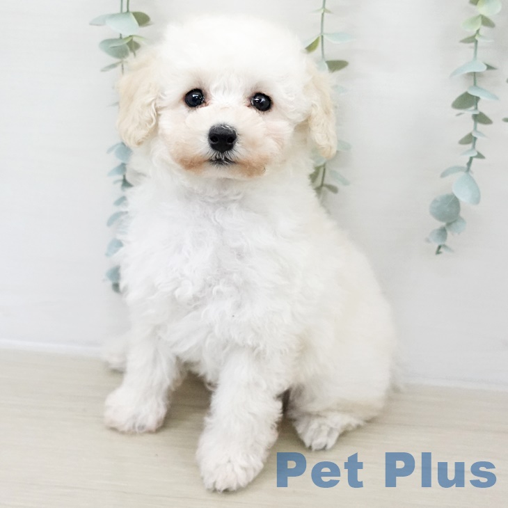 宮城県のトイプードル(トイ) (ペットプラス 仙台上杉店/2025年9月16日生まれ/男の子/ホワイト)の子犬の2枚目の画像